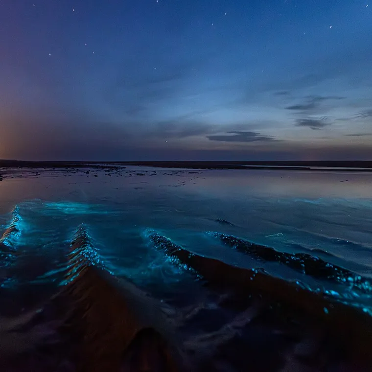 Mar de ardora: orilla bioluminiscente iluminada por microorganismos